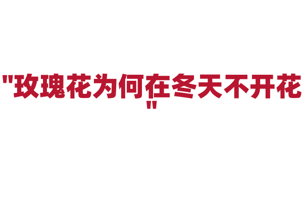 "玫瑰花为何在冬天不开花"
